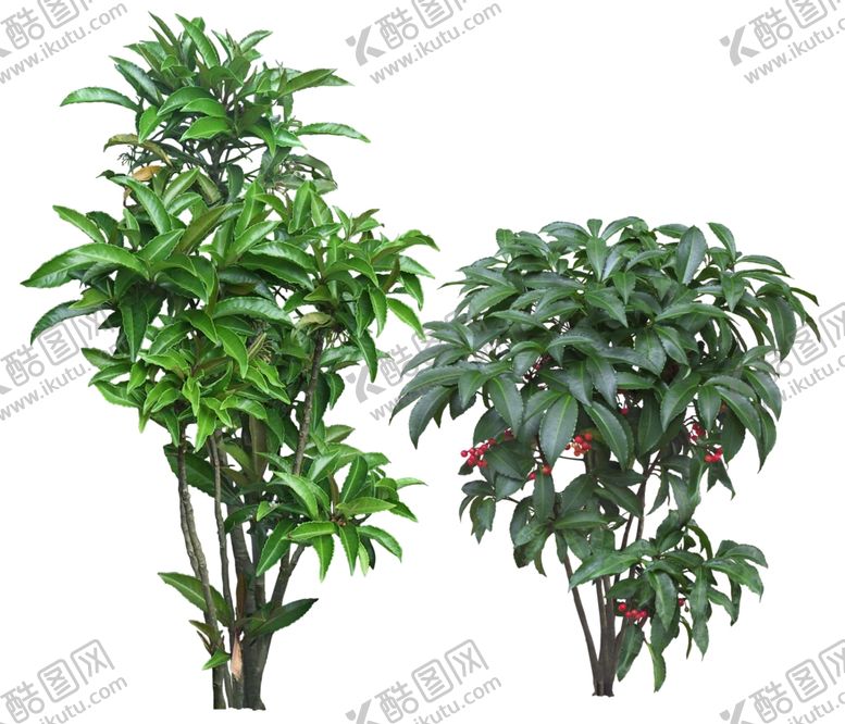 编号：35944210182312163429【酷图网】源文件下载-免扣植物素材图片