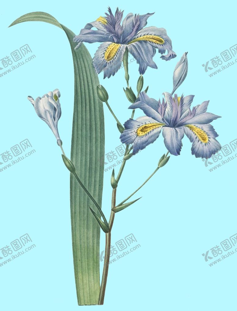 编号：58940809231407032299【酷图网】源文件下载-手绘花