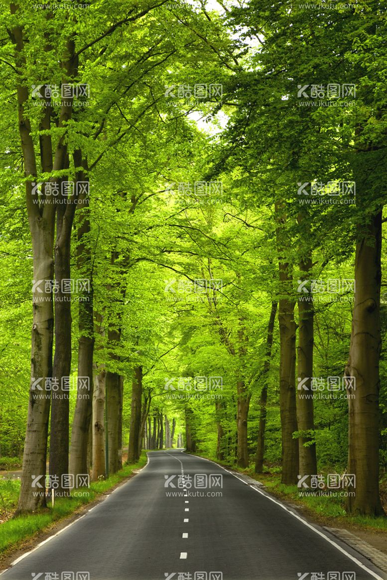 编号：78049109180819091328【酷图网】源文件下载-高清绿树道路风景画装饰画