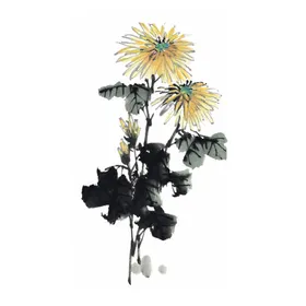 菊花素材