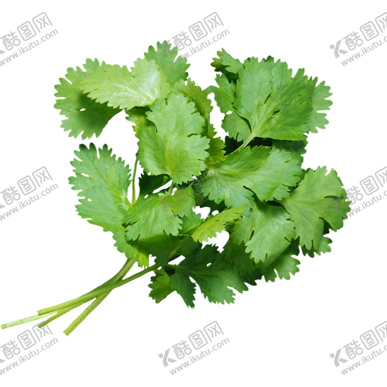 编号：61540309160058278049【酷图网】源文件下载-香菜刺芫荽蔬菜