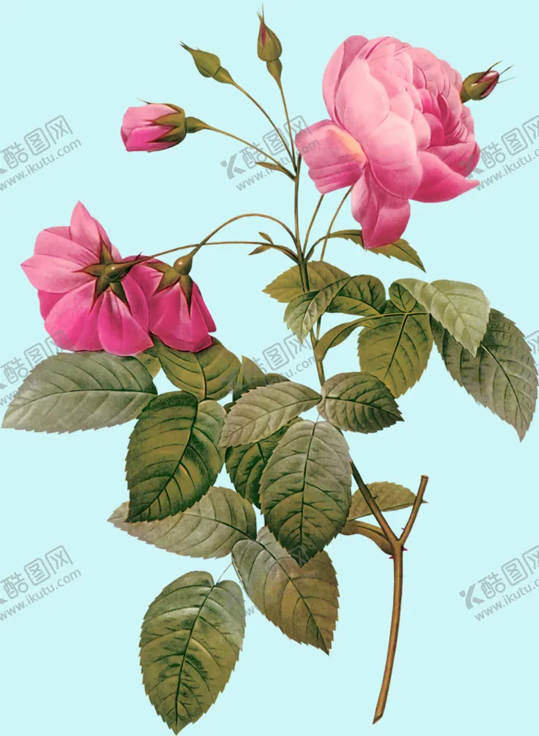 编号：50321610020059177369【酷图网】源文件下载-手绘玫瑰花 