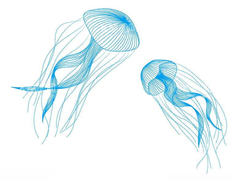 编号：12561503081502113980【酷图网】源文件下载-水母