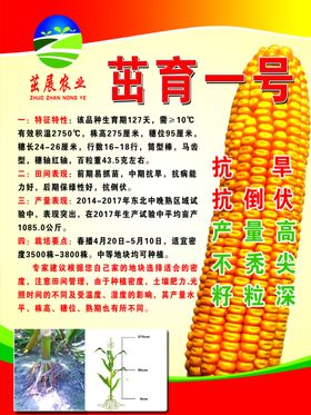 玉米海报