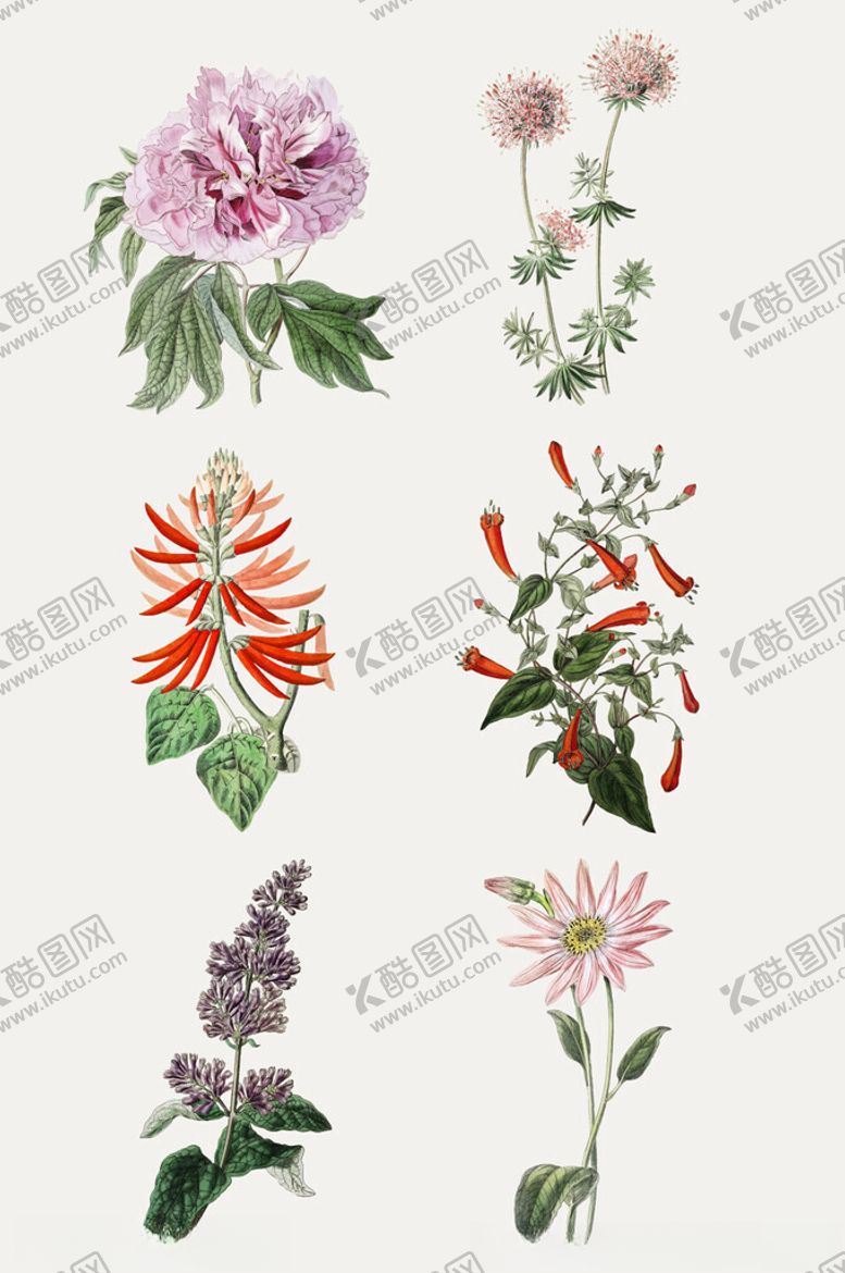 编号：75519502270429597631【酷图网】源文件下载-手绘水彩绿植插画元素
