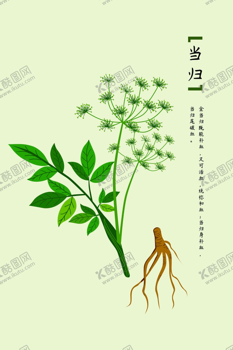 编号：32672301142119452380【酷图网】源文件下载-中药当归