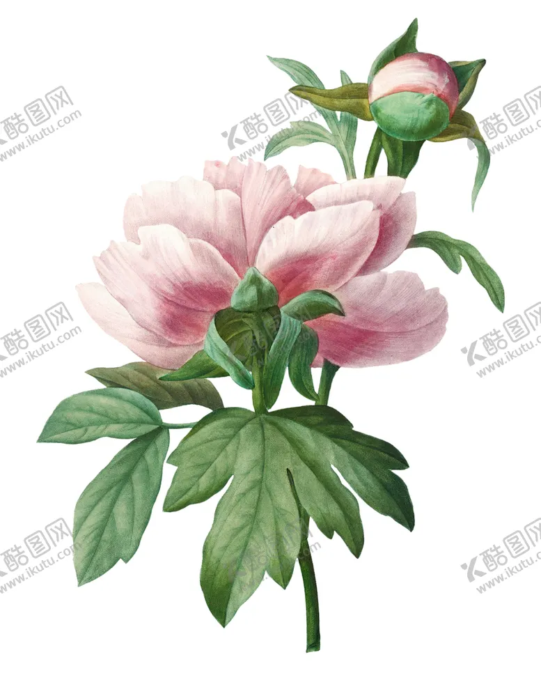 编号：62550112090850458047【酷图网】源文件下载-玫瑰花