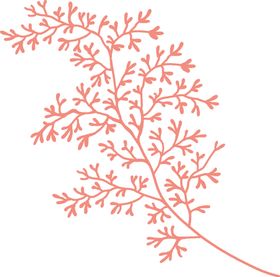 清新森系花枝