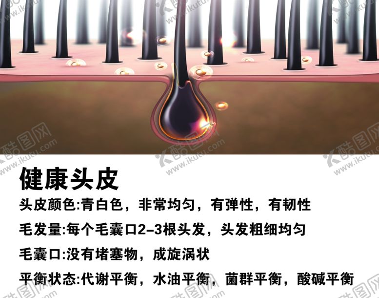 编号：16920002160046586718【酷图网】源文件下载-健康头皮