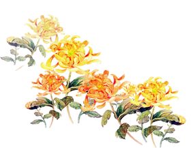 菊花装饰