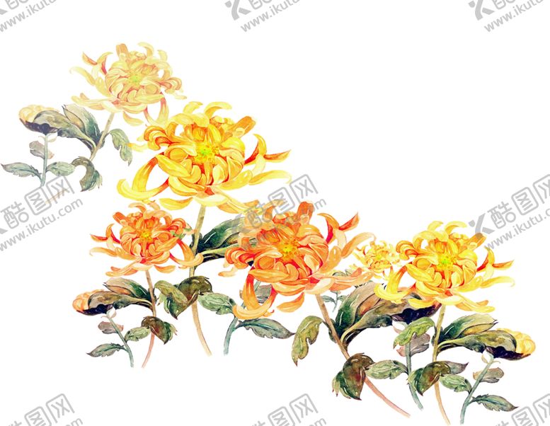 编号：68495005110318163946【酷图网】源文件下载-菊花装饰