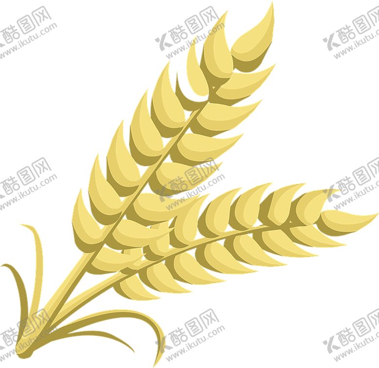 编号：56108410290302473719【酷图网】源文件下载-透明小麦png素材