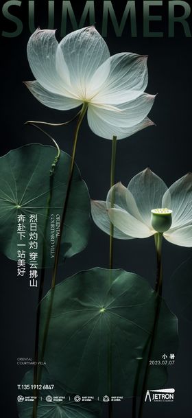 小暑节气海报