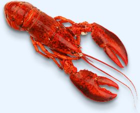 龙虾