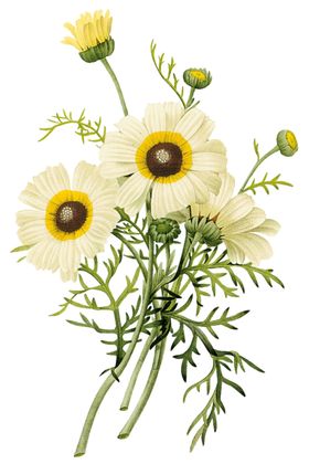 花免抠元素