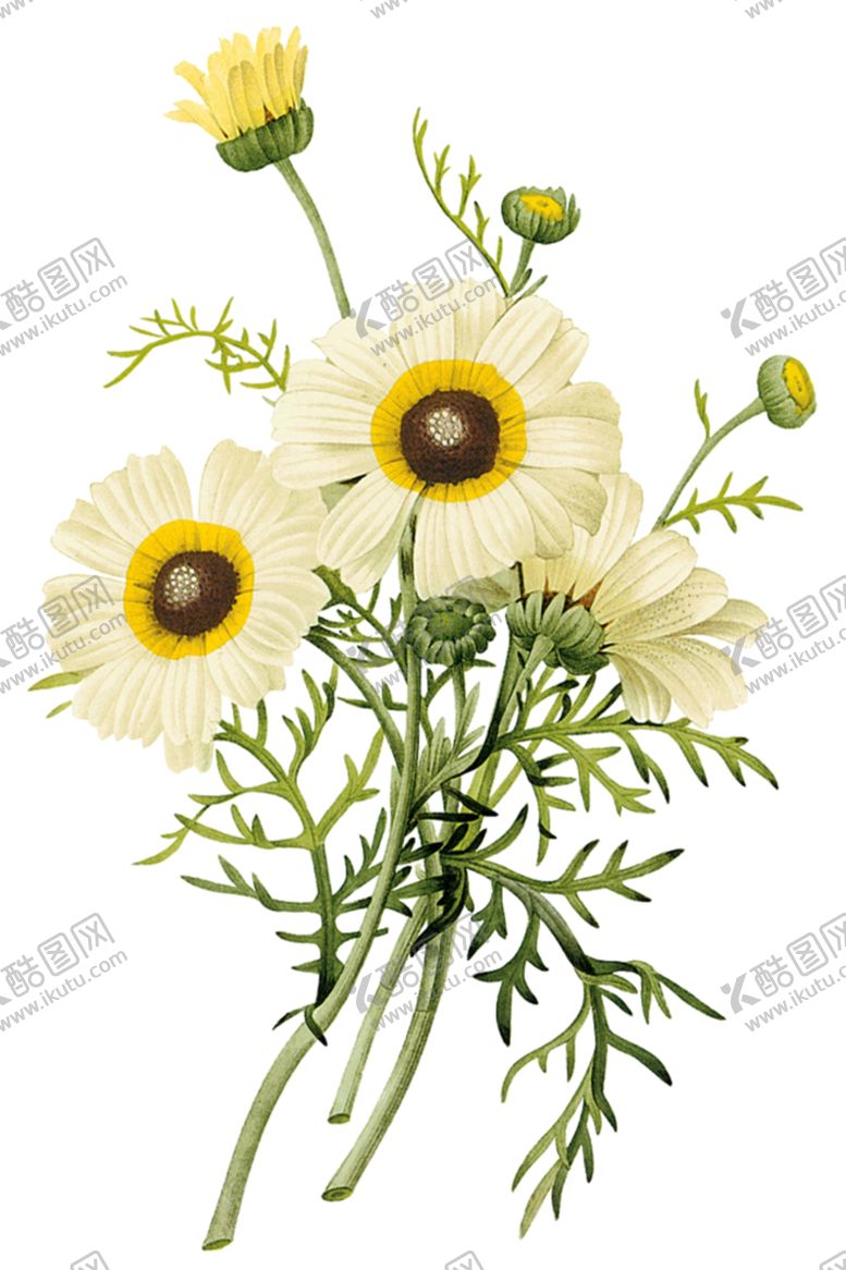编号：65821606242116162605【酷图网】源文件下载-花免抠元素