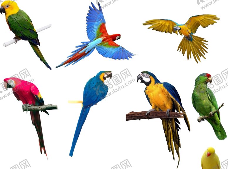 编号：72517209211023499481【酷图网】源文件下载-鹦鹉png免扣高清素材