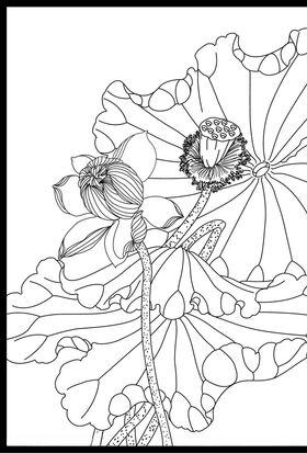 白描荷花