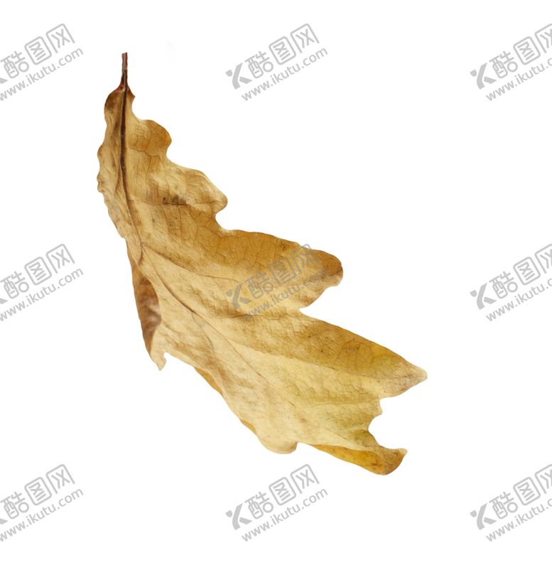 编号：36843210302342591681【酷图网】源文件下载-枫叶