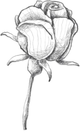 玫瑰花素描绘画