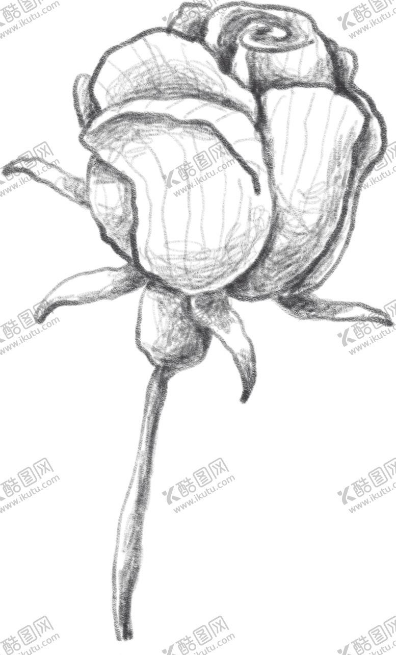 编号：44005907121608131784【酷图网】源文件下载-玫瑰花素描绘画
