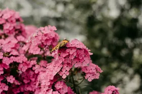 蝴蝶虫类昆虫生物世界