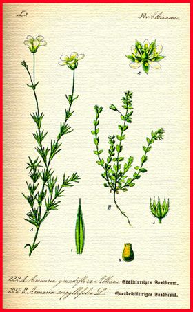 绿叶花枝