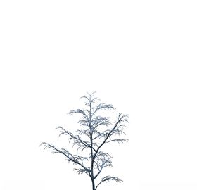 树木