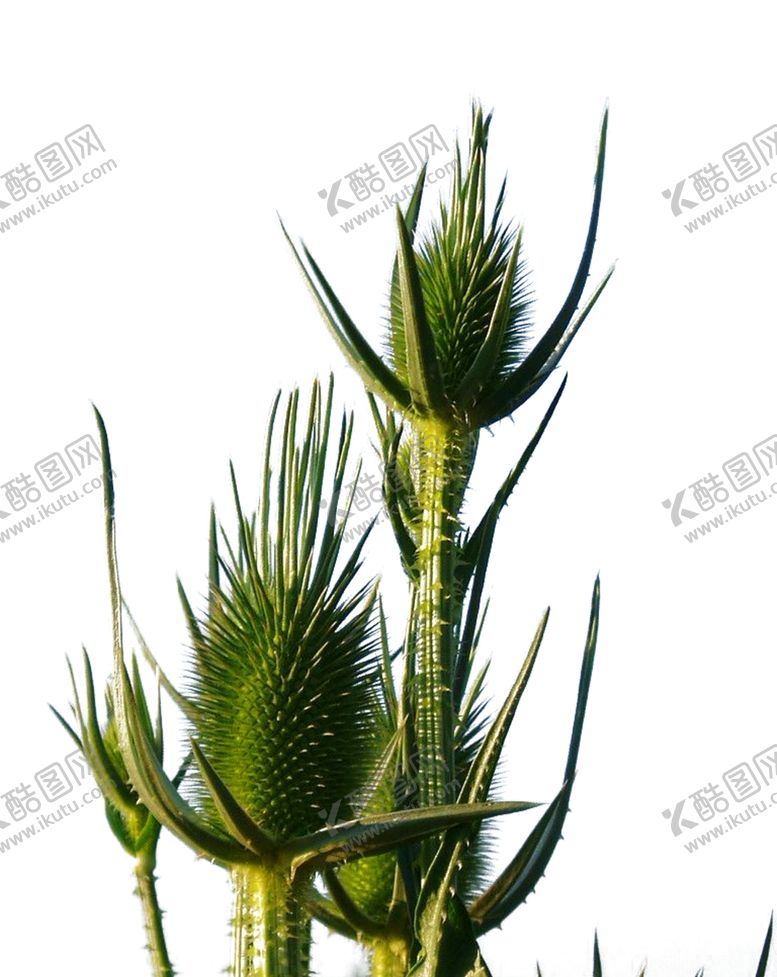 编号：90915512221217345810【酷图网】源文件下载-沙漠植物
