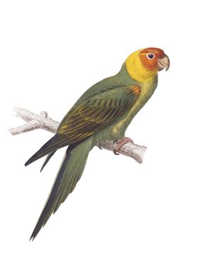 鸟类插画