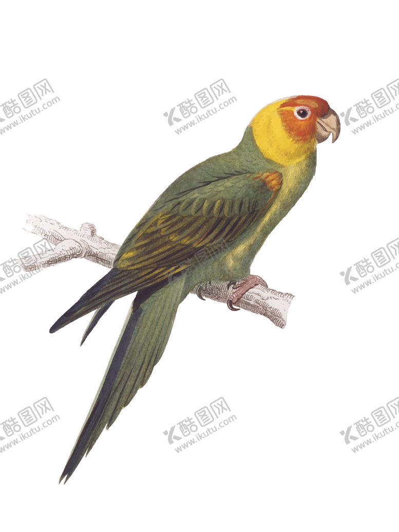 编号：64045809281847206890【酷图网】源文件下载-鸟类插画