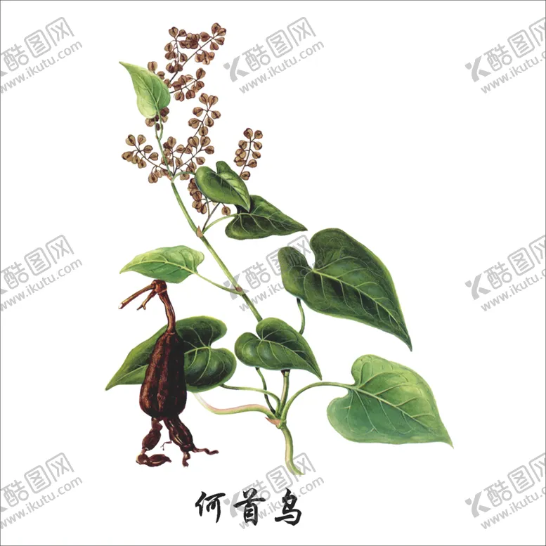 编号：53860804161117004847【酷图网】源文件下载-草本植物药材图片
