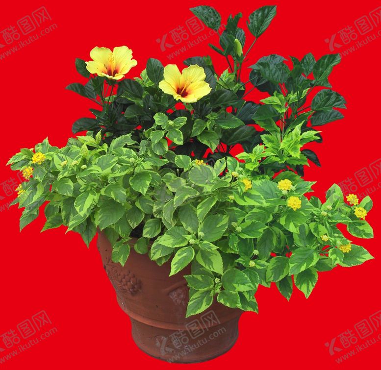 编号：22872609231308323903【酷图网】源文件下载-盆栽植物