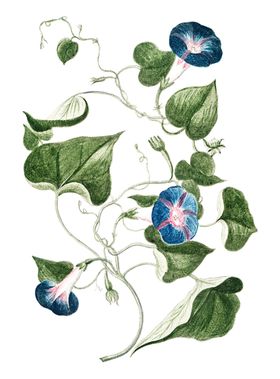 牵牛花PNG免抠
