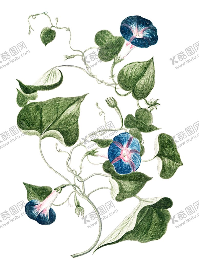 编号：55104305110929233583【酷图网】源文件下载-牵牛花PNG免抠