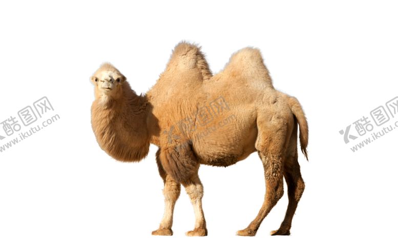 编号：73754909241213445020【酷图网】源文件下载-动物骆驼