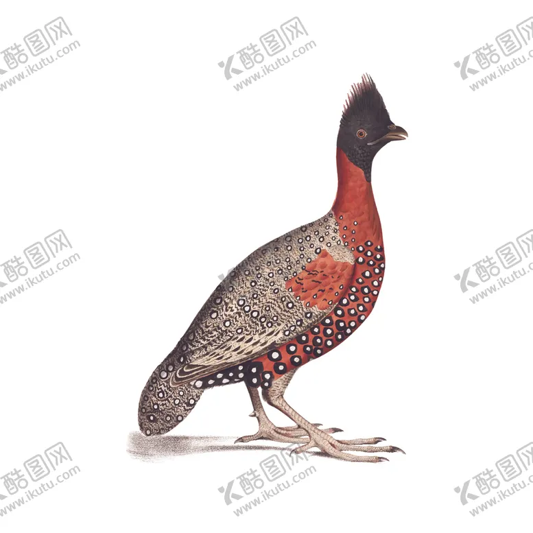 编号：73607910301925279363【酷图网】源文件下载-野生动物插图