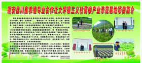 展板合作社葛根种植基地建