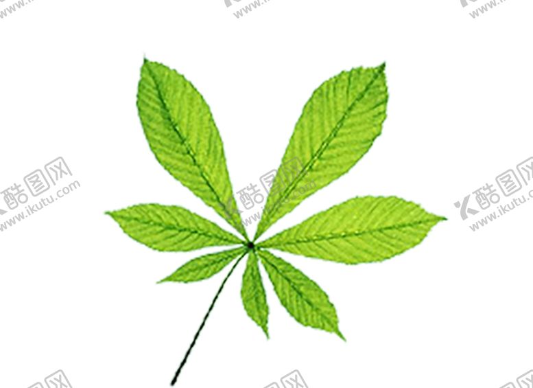 编号：96224510101313217591【酷图网】源文件下载-绿色背景