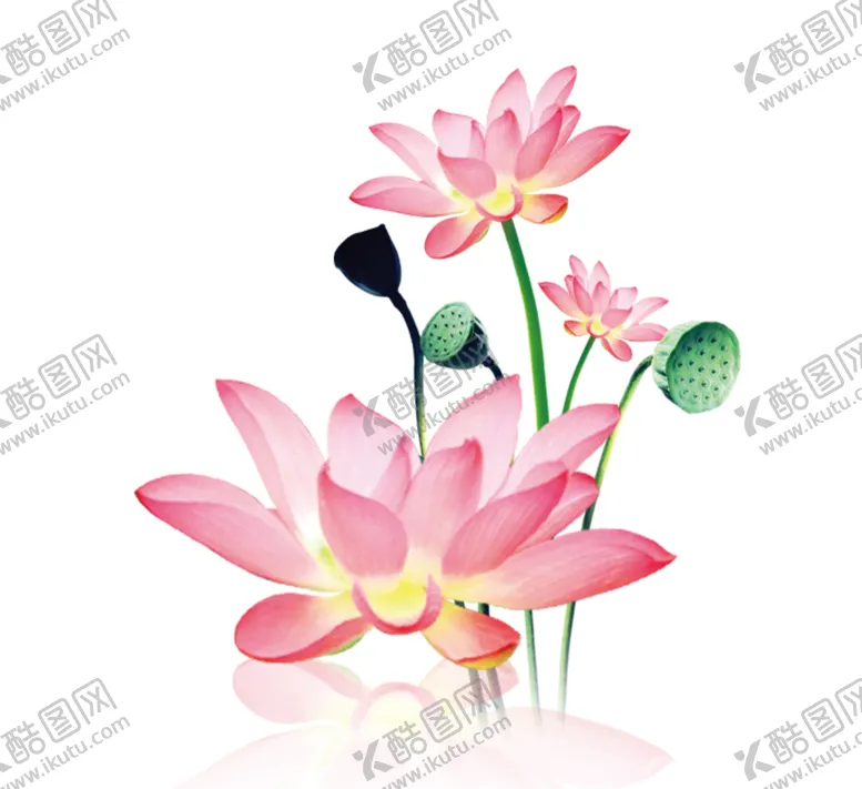 编号：34806106270436276892【酷图网】源文件下载-荷花元素