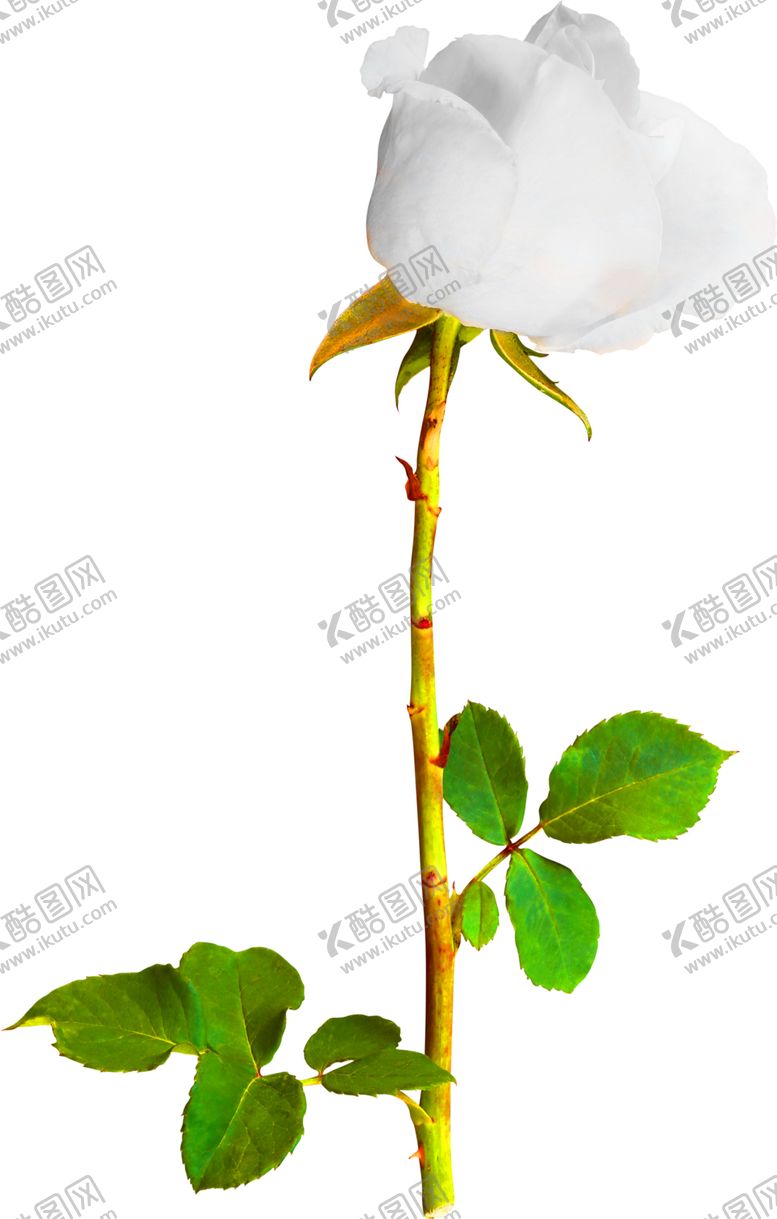 编号：48002105181133168858【酷图网】源文件下载-鲜花装饰