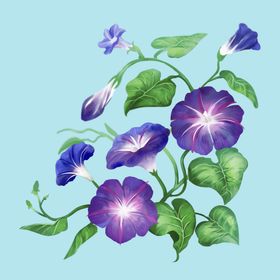 紫色樱花手绘插画