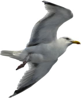 海鸥