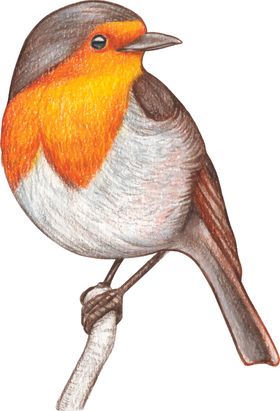 小鸟插画