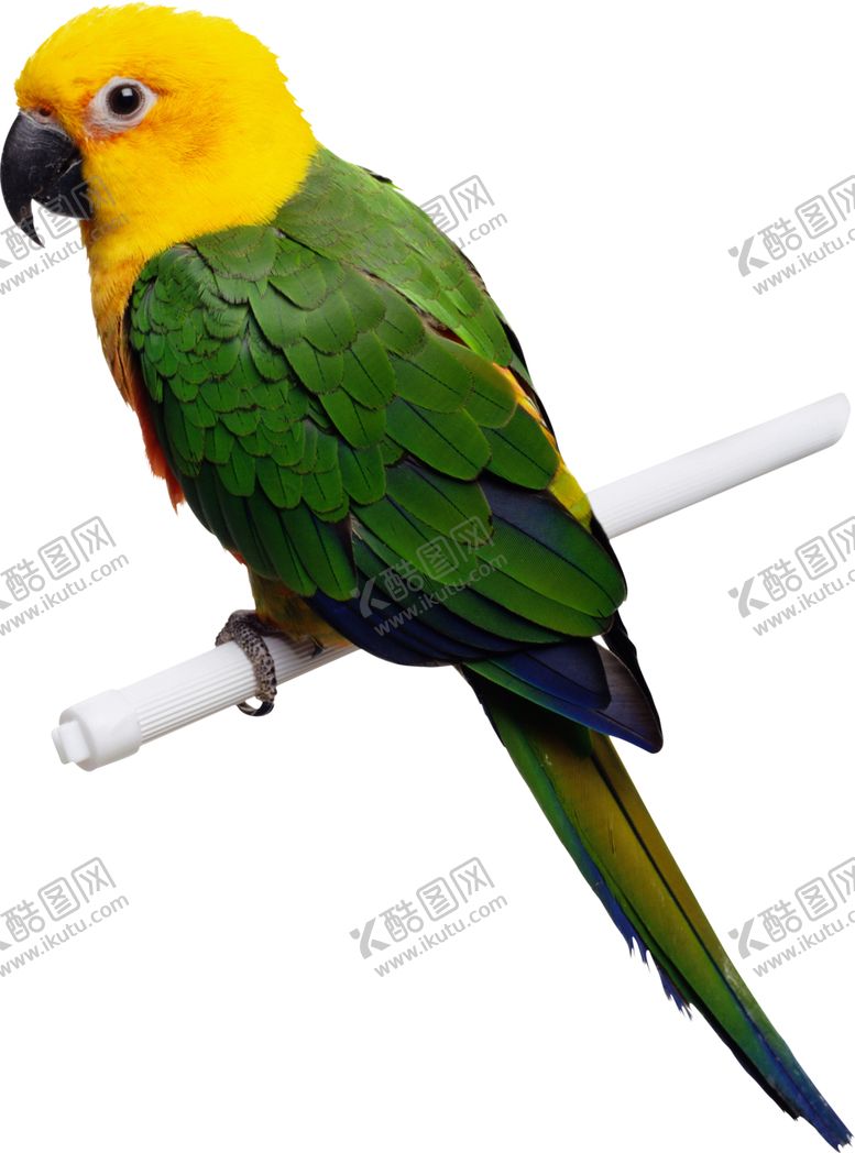 编号：59564202131058094737【酷图网】源文件下载-鹦鹉 png 说话 鸟 矢量图