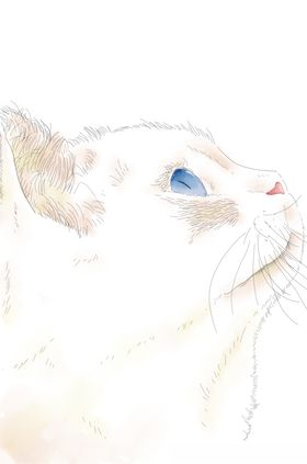 卡通猫