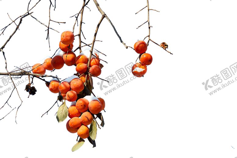 编号：42108210110805223977【酷图网】源文件下载-水果
