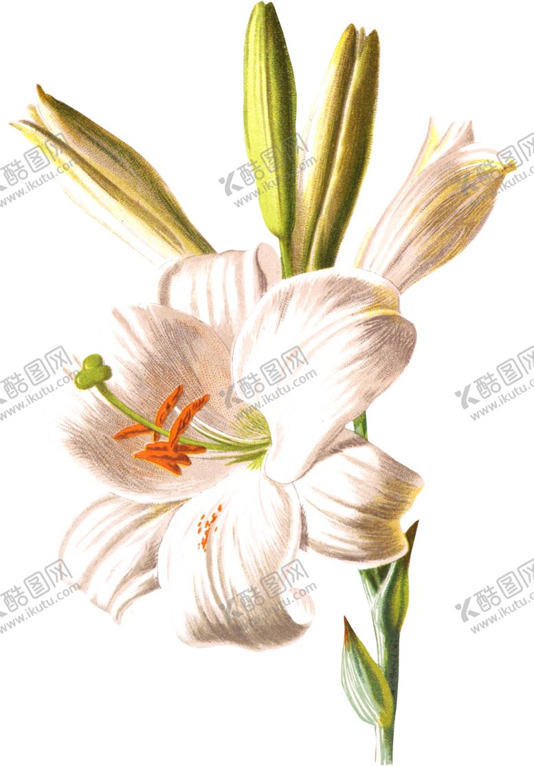 编号：21187409171812549962【酷图网】源文件下载-复古花朵植物图案