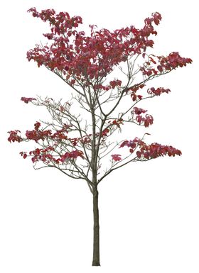 免扣植物素材图片绿色树丛花朵插画园林