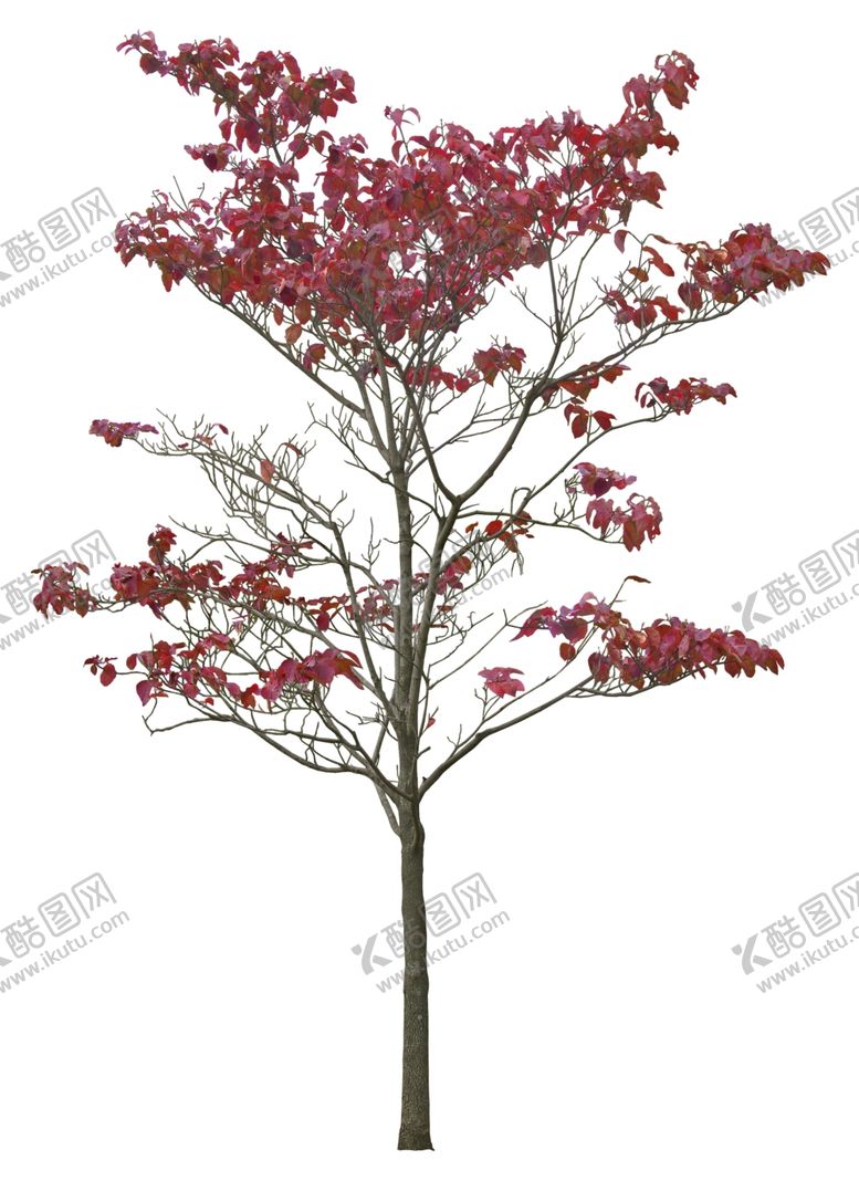 编号：68625005031812042940【酷图网】源文件下载-免扣植物素材图片